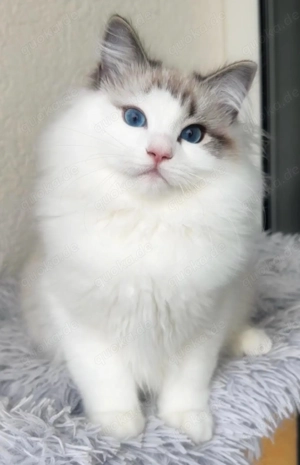 Neva Masqusrade Kitten mit Stammbaum