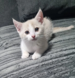 Kitten suchen ein schönes zu Hause 