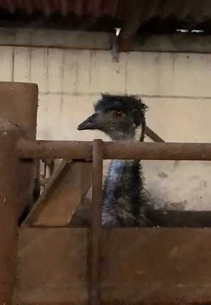 Emu Pärchen abzugeben 