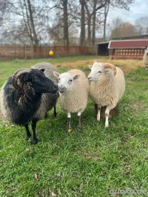 Kerry Hill Mix Lämmer 