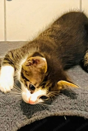 2 Katerchen 12 Wochen alt suchen noch ein Zuhause 