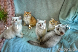 Britisch Kurzhaar Kitten BKH