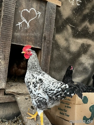 Mehrere Hähne in liebevolle Hände abzugeben