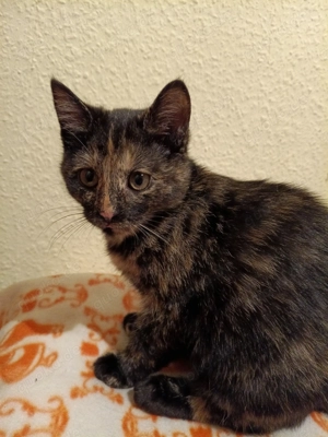 Kitten Mix EKH Schildpatt 