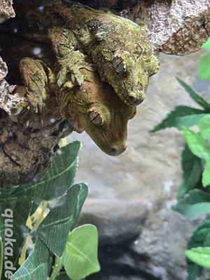 Tausch oder Verkauf M.Chahaua Flechtengecko Pine Island 0.0.2  Nachzuchten 