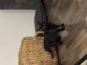 3 Kitten 12 Wochen alt abzugeben (2 Kater 1 Katze)