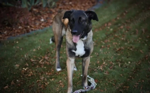 Erfahrenes Zuhause für sensiblen Hape