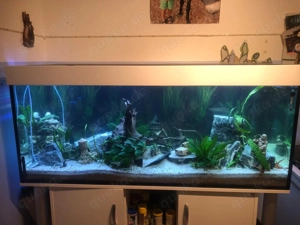 500 Liter Aquarium mit Fischen Bild 4