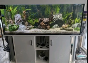 500 Liter Aquarium mit Fischen