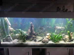 500 Liter Aquarium mit Fischen Bild 3