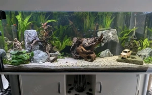 500 Liter Aquarium mit Fischen Bild 5