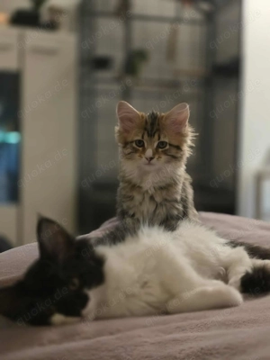 Maine Coon Kitten  Mädels 