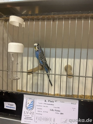 wellensittich abzugeben zuchtreif gesund und fehlerfrei 