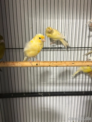 kanarienvogel weiblichen 