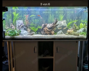 500 Liter Aquarium mit Fischen Bild 2