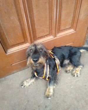 Rauhaardackel Henry sucht passendes Zuhause 