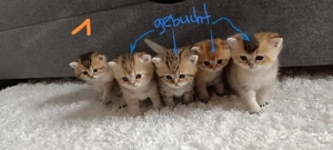 BKH Kitten, alle sind Jungs, reinrassig, Vater ist mit Stammbaum