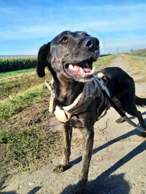 Mischlingshündin Pipacs ist bereit für ihre Menschen 