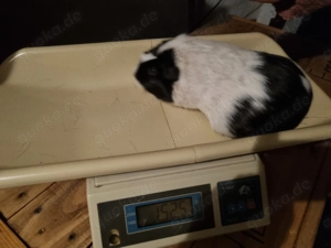 Cuy Riesen meerschweinchen weiblich