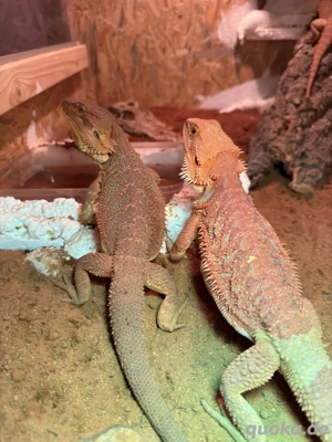     Wunderschöne Bachtagarm-Echsen abzugeben 