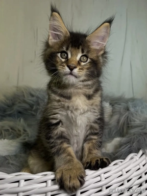 Maine-Coon-Kätzchen (weiblich)