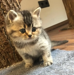 Reinrassige Bkh Kitten, Abgabebereit
