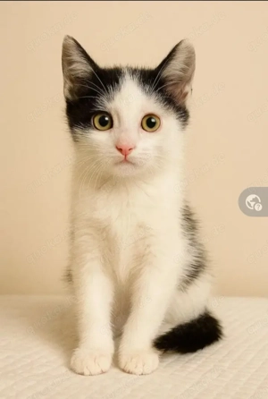 Orchid Frecher Kater sucht spielfreudige Familie