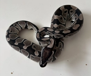 1.0 VPI Axanthic het Clown Königspython 