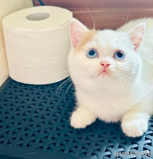 Süße Bkh Kitten tragen odd eyed 