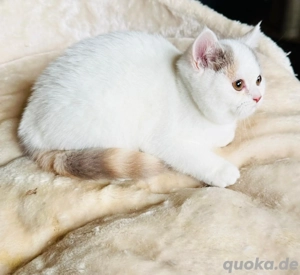 Süße Bkh Kitten tragen odd eyed 