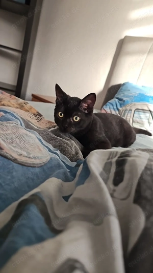 kleiner Kater sucht zuhause 