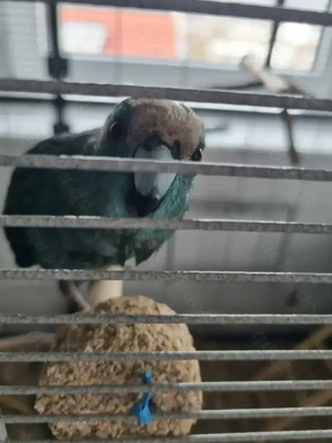 Zwei junge Ziegensittche inkl. große Voliere