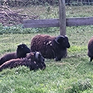 Quessant Böckchen abzugeben 