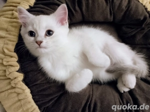 Britisch Kurzhaar Kitten 