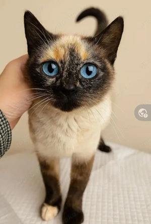 Moccacino Prinzessin sucht Familie zum Spielen und Chillen