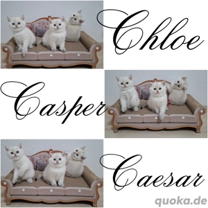 Reinrassige Bkh Kitten in seltener Farbe mit Stammbaum Bild 2