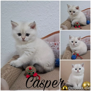 Reinrassige Bkh Kitten in seltener Farbe mit Stammbaum Bild 3