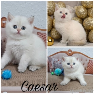 Reinrassige Bkh Kitten in seltener Farbe mit Stammbaum Bild 7