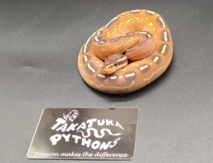 Königspythons adult, subadult, baby NEU