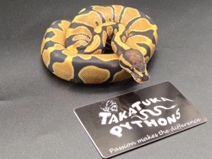 Königspython 1.0 Desert Ghost het Axanthic TSK 