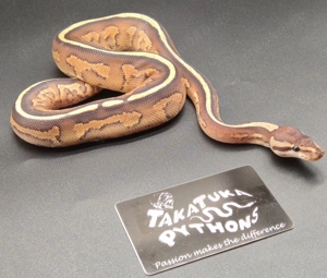 Königspythons adult, subadult, baby NEU Bild 7