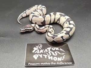 Königspython 0.1 Desert Ghost Axanthic TSK 2025