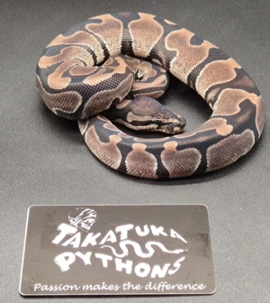 Königspython 1.0 Axanthic TSK het Desert Ghost 2025