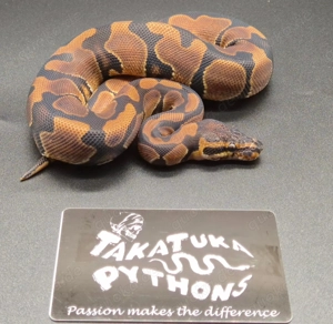 Königspython 1.1 Classic dh Desert Ghost Axanthic TSK 