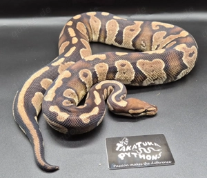 Königspython 0.1 Saar Yellow Belly 2018