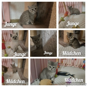 BKH Kitten ab sofort 