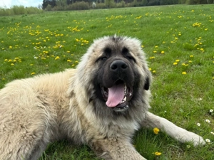 kaukasischer Schäferhund