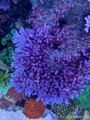 Korallen Ableger, Acropora mirabilis