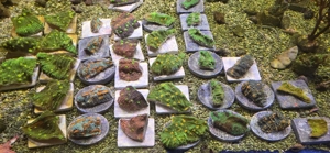 Korallen Meerwasser Korallenableger Euphylias