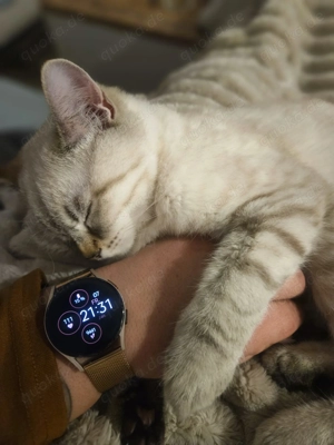 Wurfankündigung: BKH Kitten 